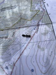 Myrmecia pilosula