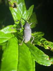 Homalinotus pectinis