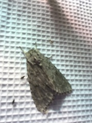 Acronicta americana