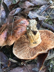 Tricholoma eucalypticum