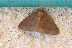 Lambdina pellucidaria