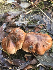 Tricholoma eucalypticum