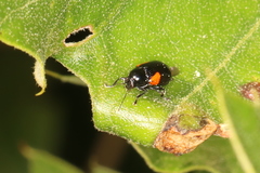 Cryptocephalus quadruplex