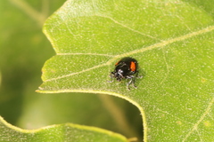 Cryptocephalus quadruplex