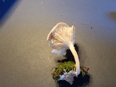 Clitocybe peralbida