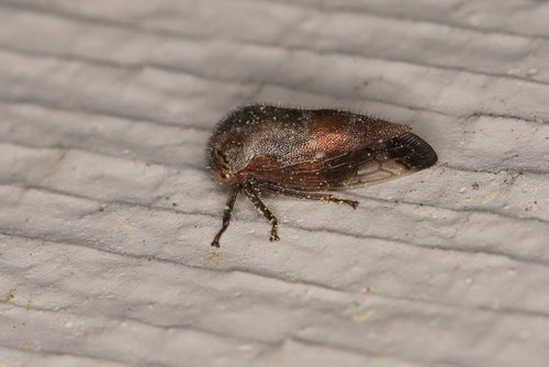Ophiderma pubescens photo 3