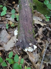 Clitocybe peralbida