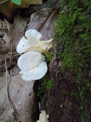 Clitocybe peralbida
