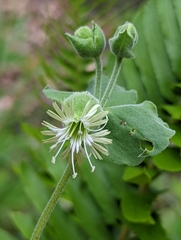 Silene campanulata