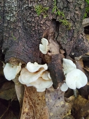 Clitocybe peralbida
