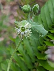 Silene campanulata