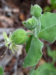 Silene campanulata