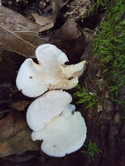 Clitocybe peralbida