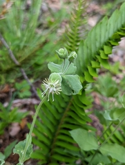 Silene campanulata