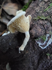 Clitocybe peralbida