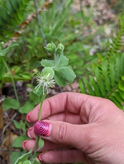 Silene campanulata