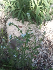 Angiospermae