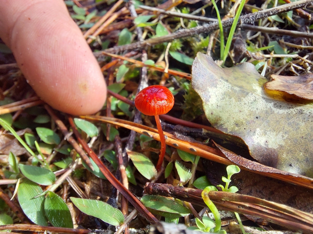 Ruby Bonnot ruby bonnet from Okura Bush, New Zealand on June 12, 2022 at 12:14 PM ...