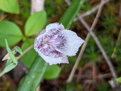 Calochortus tolmiei