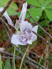 Calochortus tolmiei
