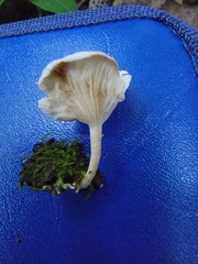 Clitocybe peralbida