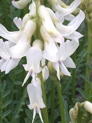 Astragalus sheldonii