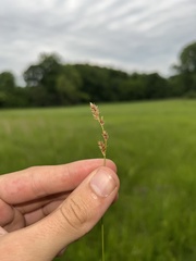 Carex prairea