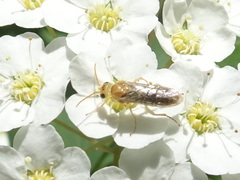 Hoplocampa
