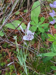 Calochortus tolmiei