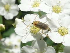 Hoplocampa