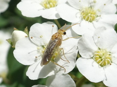 Hoplocampa