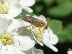 Hoplocampa