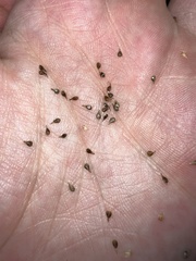 Carex prairea