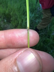 Carex prairea