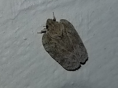 Flatoidinus punctatus