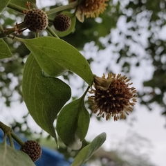 Mitragyna parvifolia