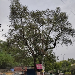 Mitragyna parvifolia