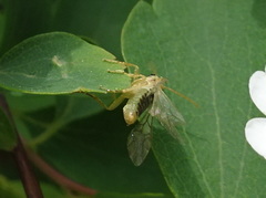 Hoplocampa