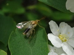 Hoplocampa