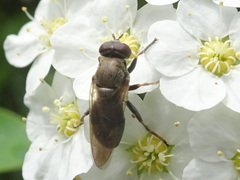 Myolepta