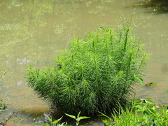 Amsonia hubrichtii