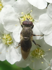 Myolepta