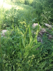 Angiospermae