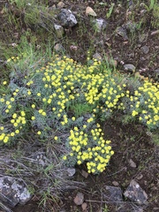 Eriogonum douglasii