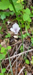 Calochortus elegans