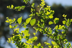 Crataegus gaylussacia