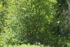 Crataegus gaylussacia