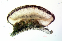Bacidia idahoensis