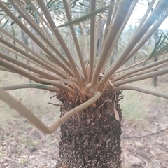 Cycas megacarpa