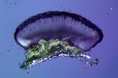 Bacidia idahoensis